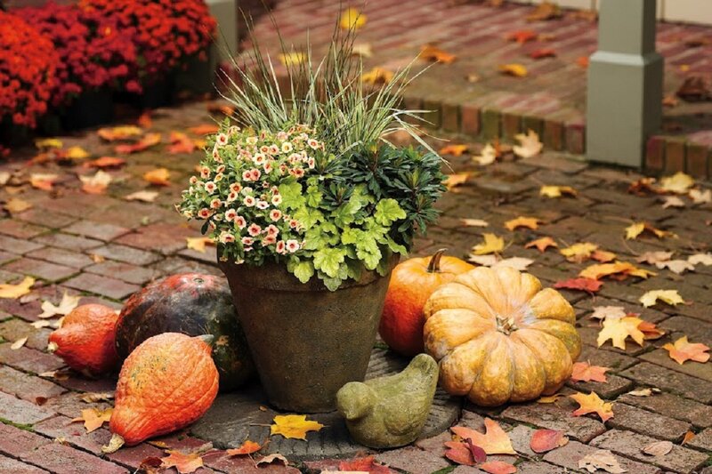 Pumpkins and Flowers in Pot
