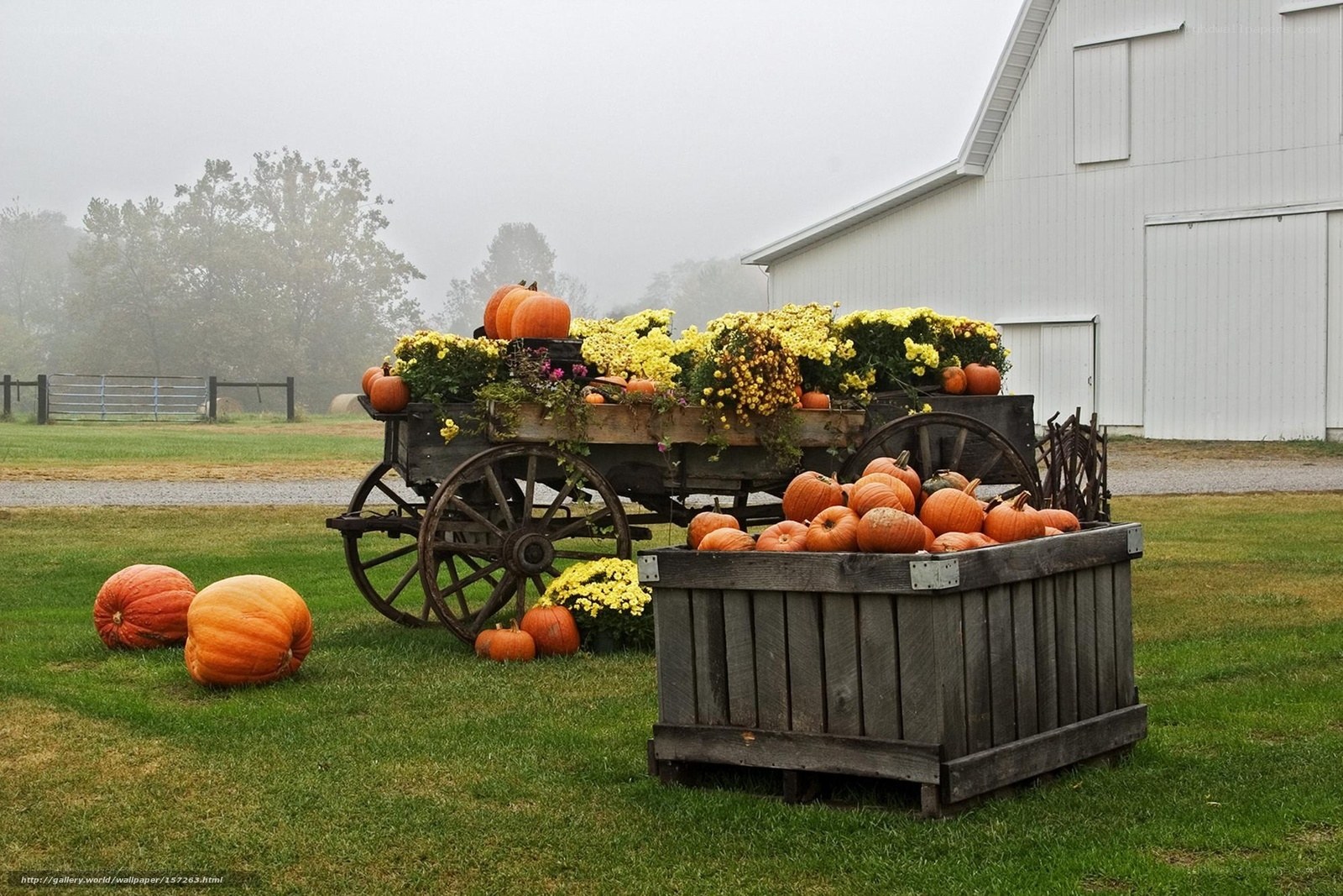 Pumpkins and flowers on a farm