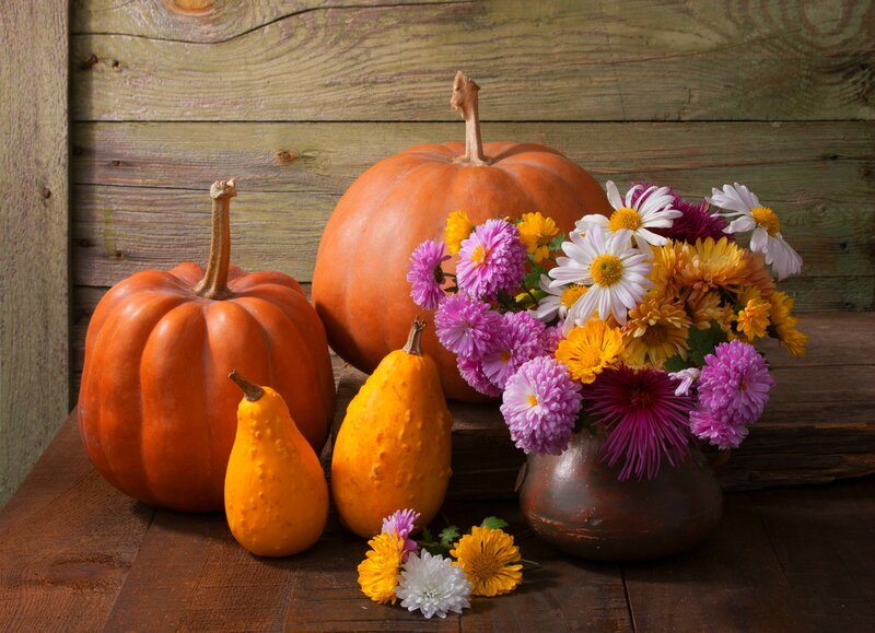 Pumpkins and Flowers — Orange, Calm