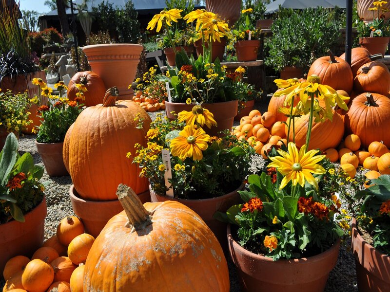 Pumpkins and Flowers — Orange