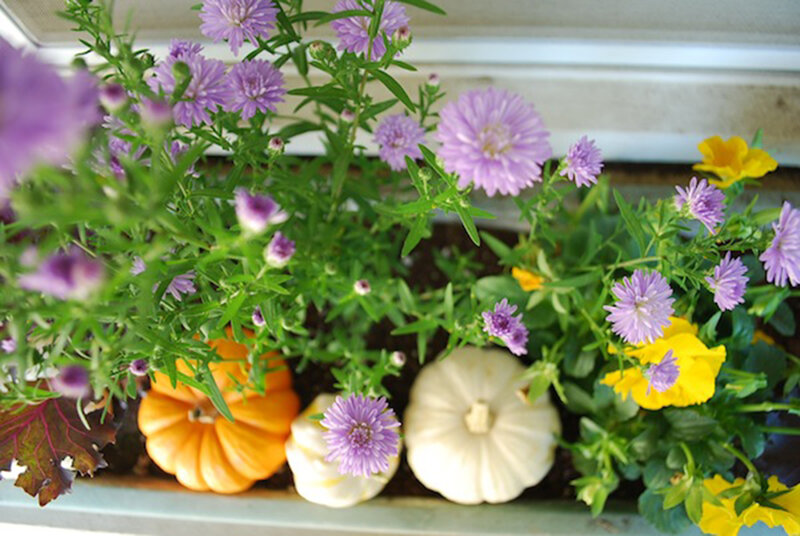 Pumpkins and Flowers — Purple