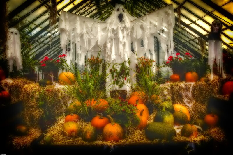 Pumpkins and Ghosts in Greenhouse