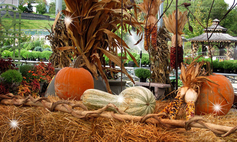 Pumpkins and Gourds Display