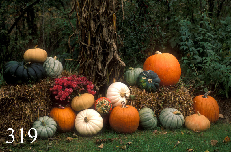 Pumpkins and gourds in autumn