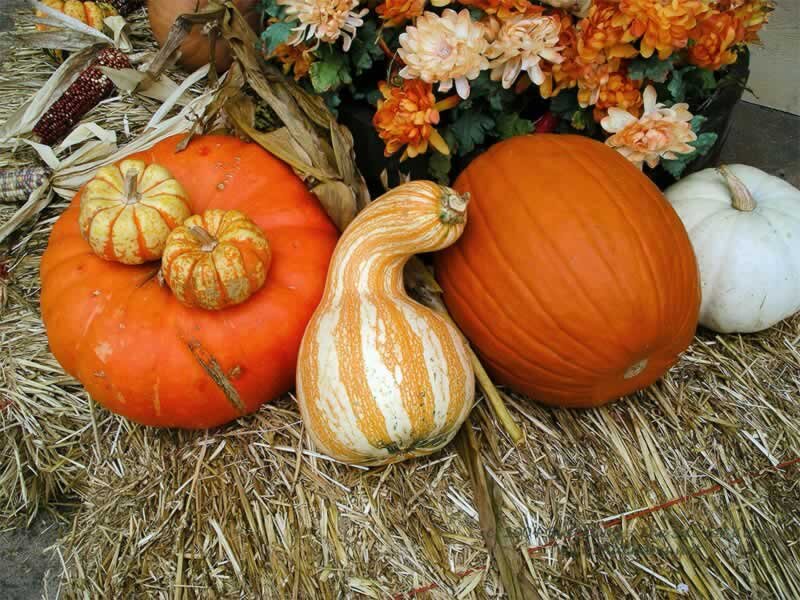 Pumpkins and Gourds on Hay