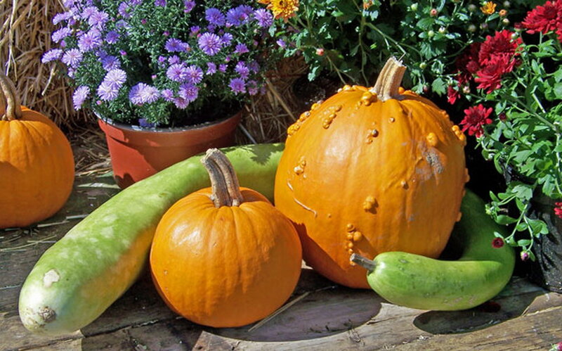 Pumpkins and Gourds — Orange, Autumnal