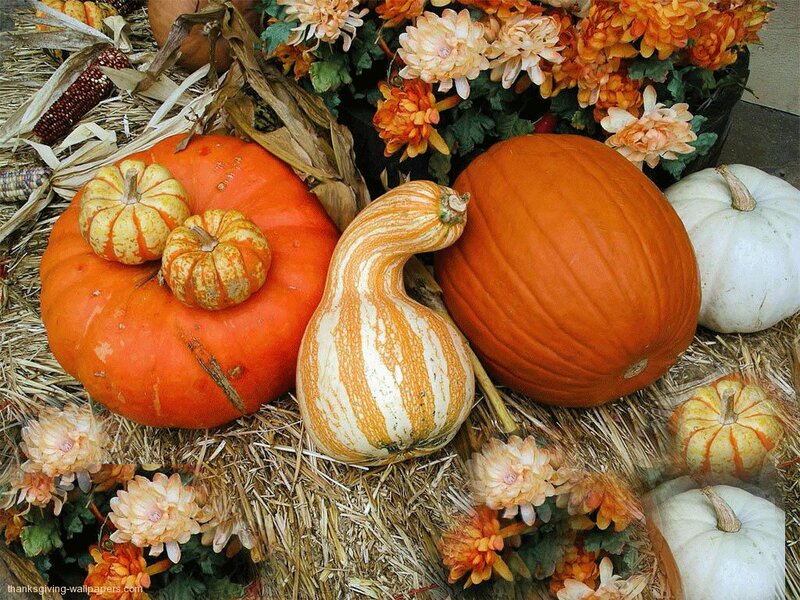 Pumpkins and Gourds — Orange