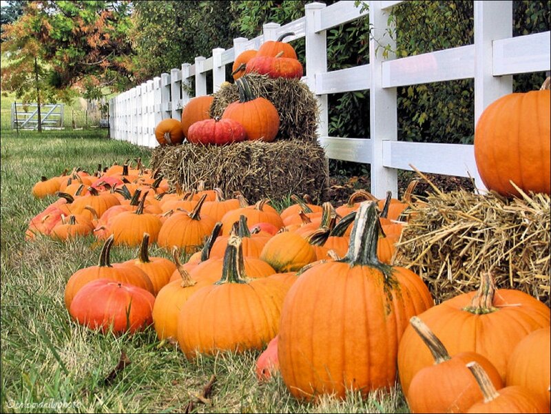 Pumpkins and Hay Bales — Orange, Autumnal