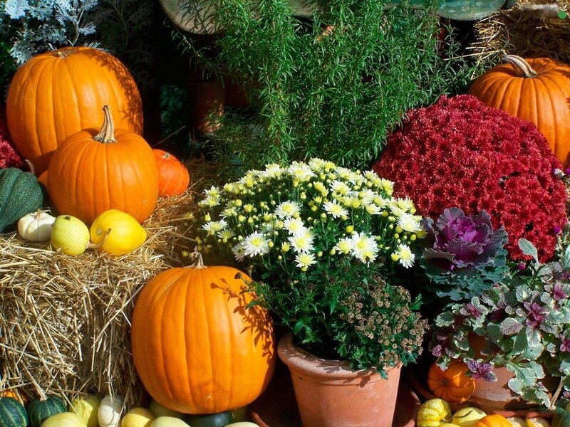 Pumpkins and Mums Display — Orange