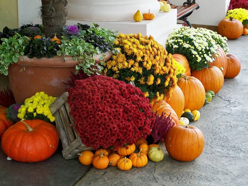 Pumpkins and Mums Display