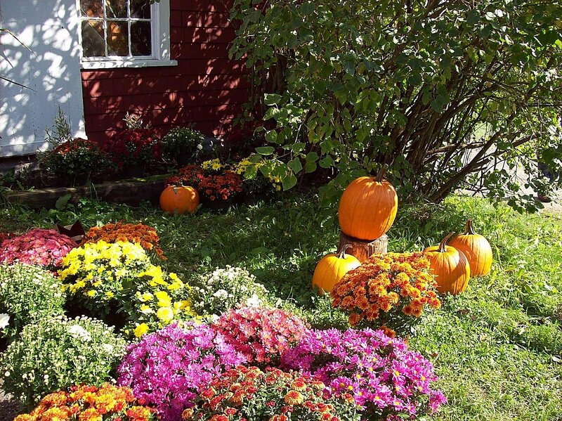 Pumpkins and Mums in Garden