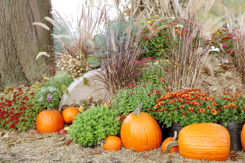 Pumpkins and Mums — Orange, Autumnal