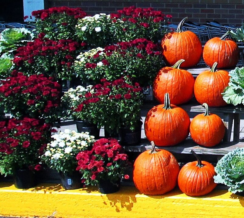 Pumpkins and Mums — Orange, Festive