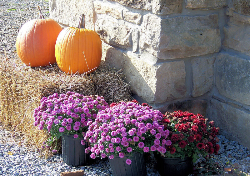 Pumpkins and Mums