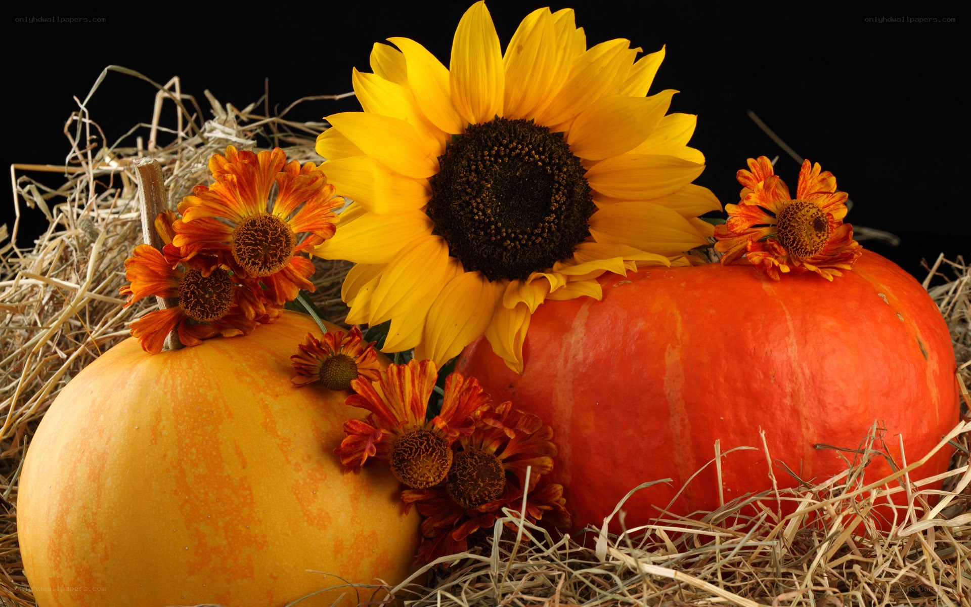 Pumpkins and sunflowers on hay
