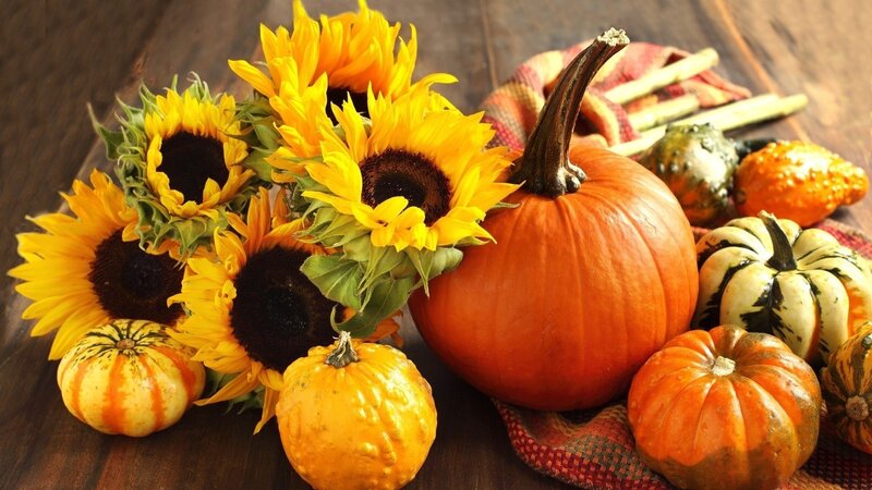 Pumpkins and Sunflowers — Orange, Autumnal