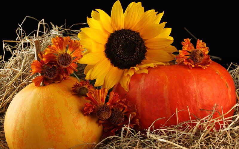 Pumpkins and Sunflowers — Yellow, Autumnal