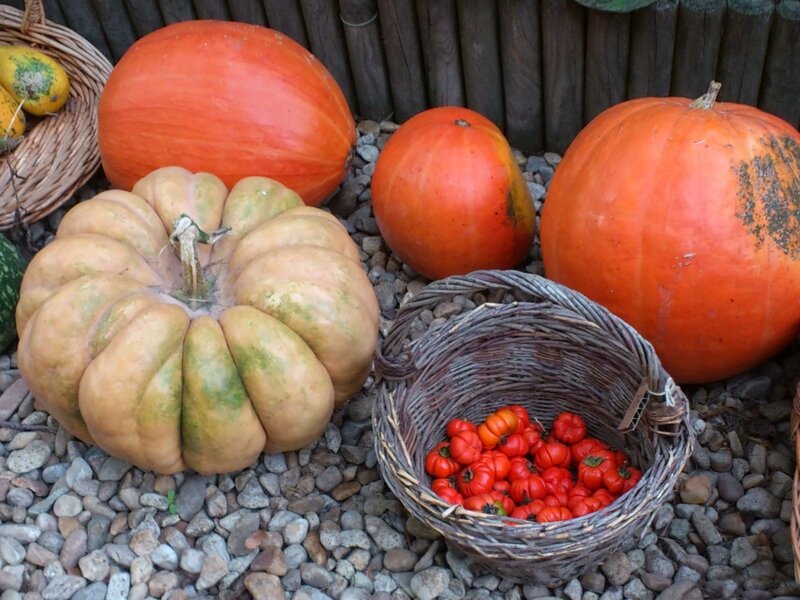 Pumpkins and Tomatoes