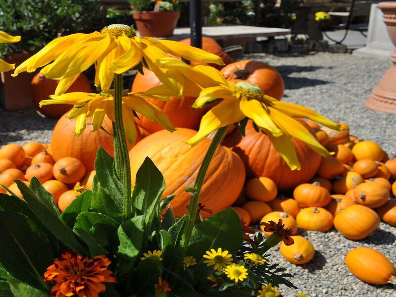 Pumpkins and Yellow Flowers — Orange