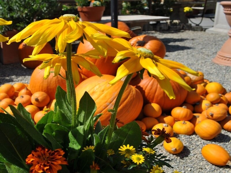 Pumpkins and yellow flowers