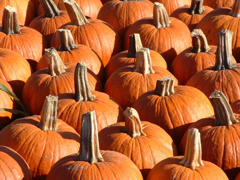 Pumpkins at a farm stand