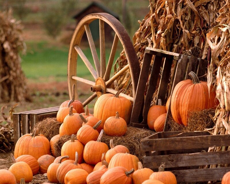Pumpkins at a farm stand