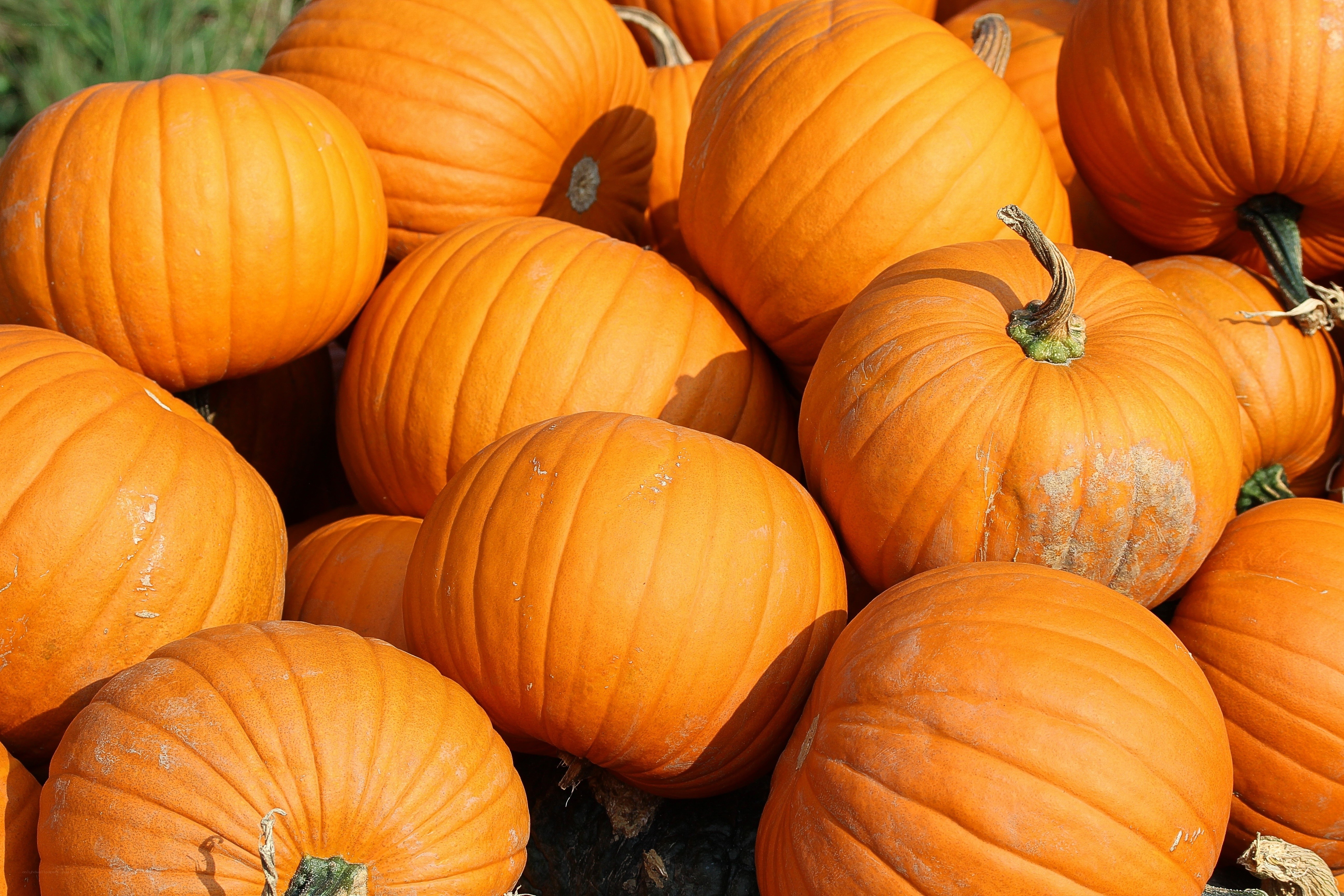 Pumpkins at a farm stand