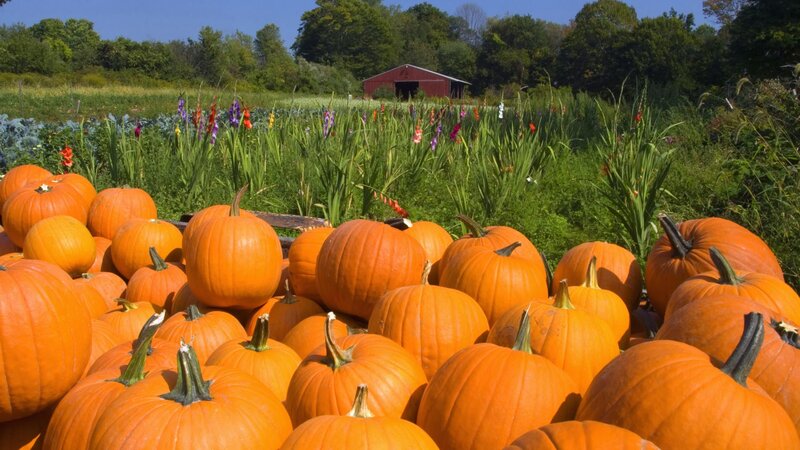 Pumpkins at a farm