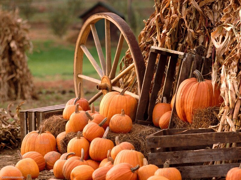 Pumpkins at a harvest display