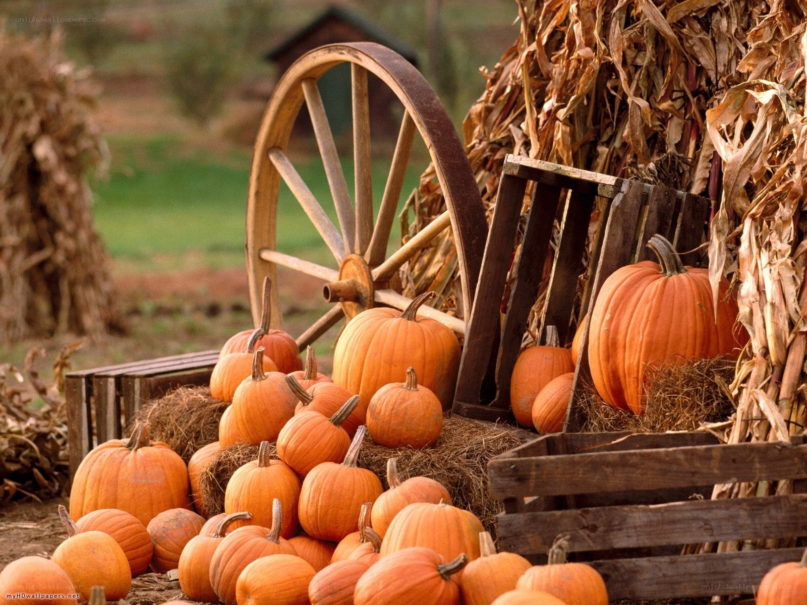 Pumpkins at a harvest display