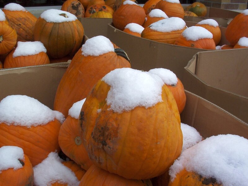 Pumpkins Covered in Snow