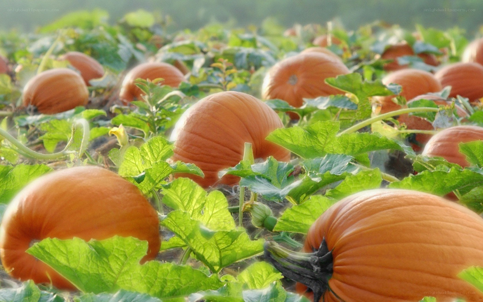 Pumpkins growing in a field