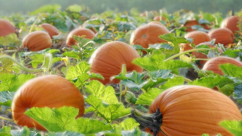 Pumpkins in a field