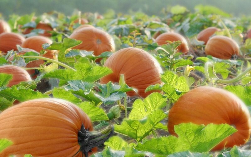 Pumpkins in a field