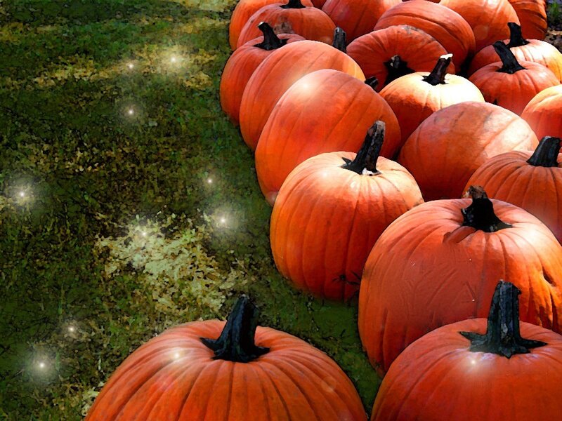 Pumpkins in a field