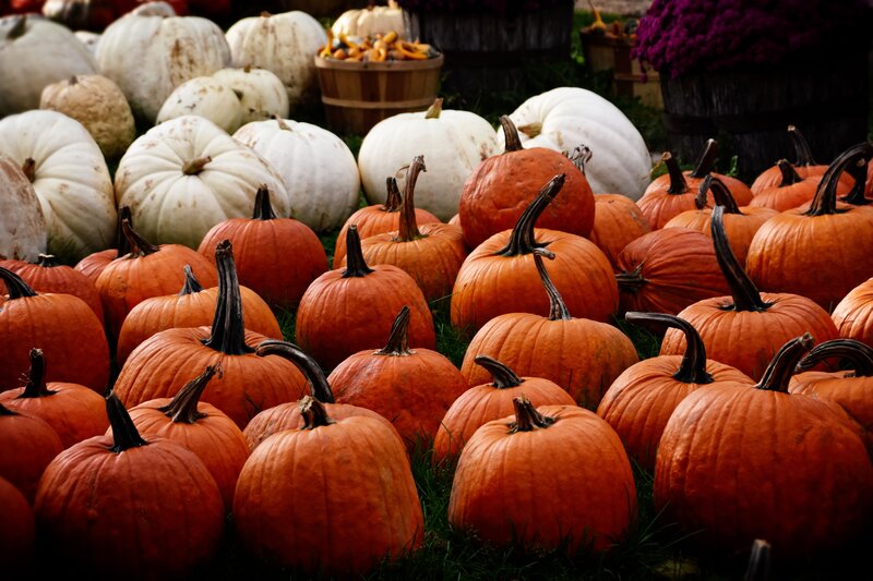 Pumpkins in a Field — Orange, Autumnal, Autumn