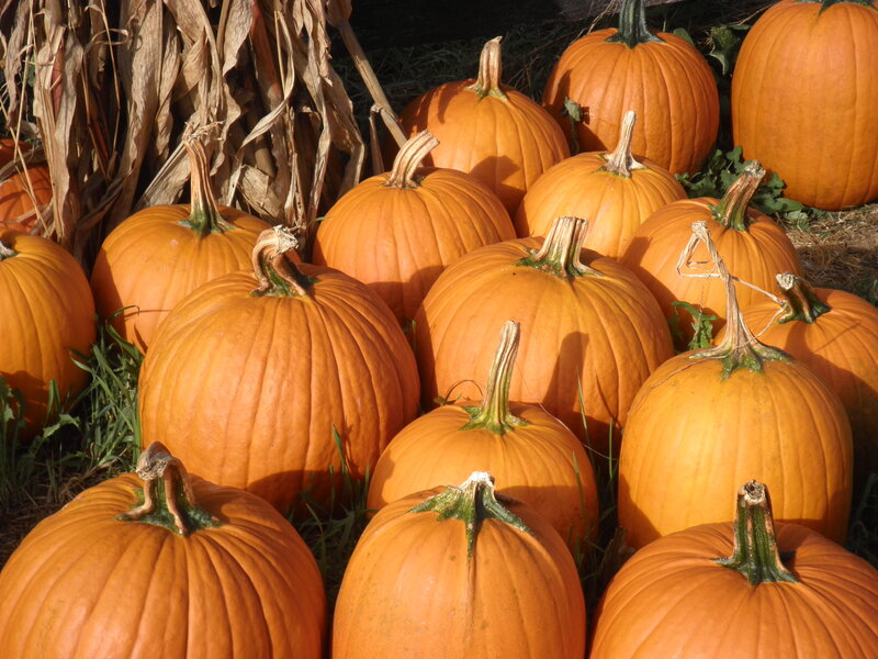 Pumpkins in a Field — Orange, Autumnal