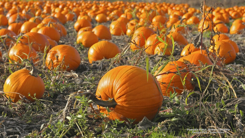 Pumpkins in a Field — Orange, Calm