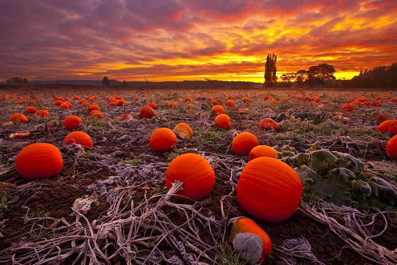 Pumpkins in a Field — Orange, Dramatic, Sunrise