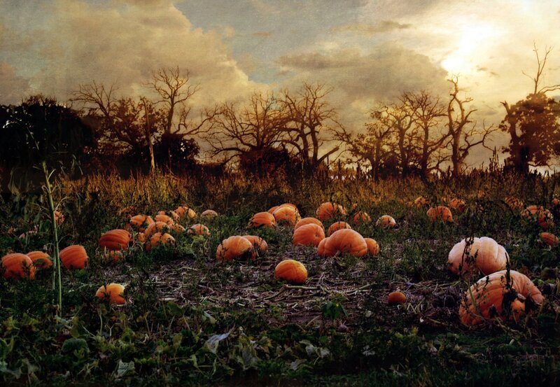 Pumpkins in a Field — Orange, Dramatic, Sunset, Photograph
