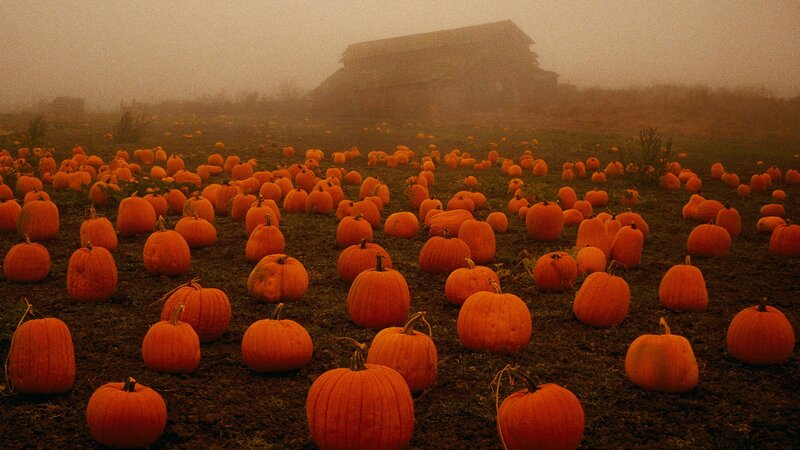 Pumpkins in a Field — Orange, Misty, Autumn