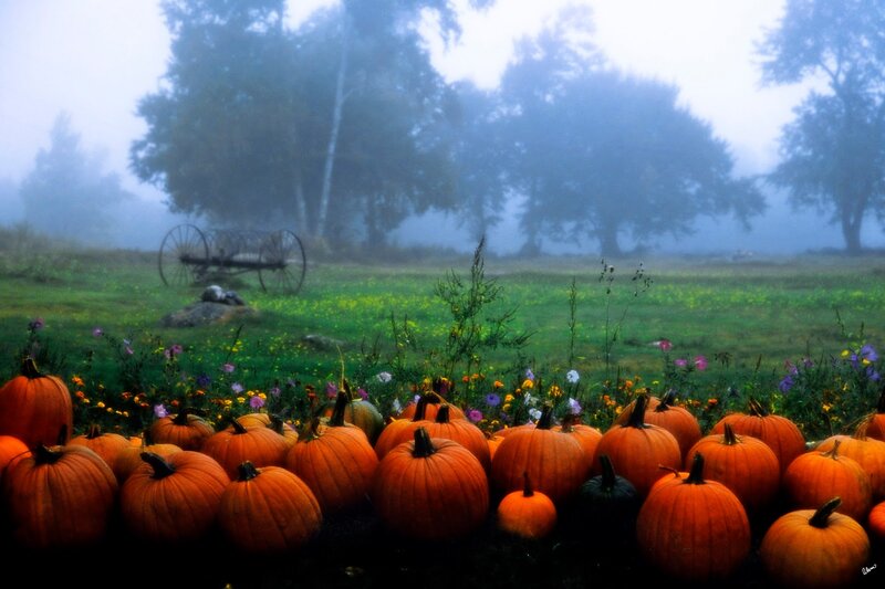 Pumpkins in a Field — Orange, Misty