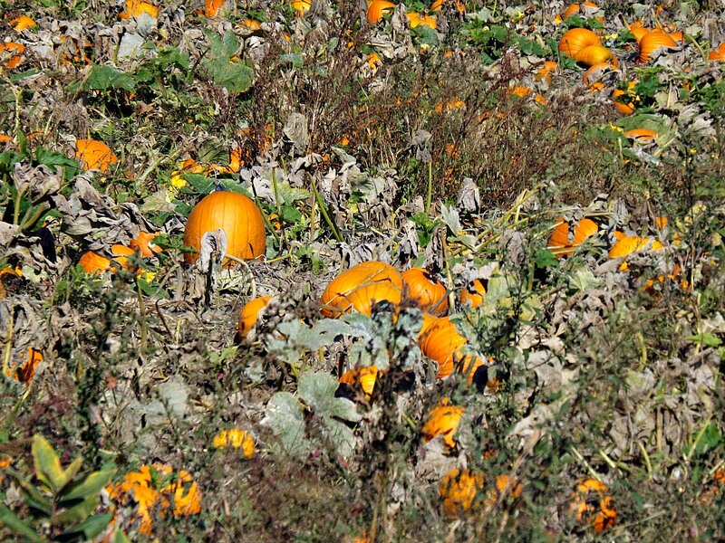 Pumpkins in a Field — Orange, Natural