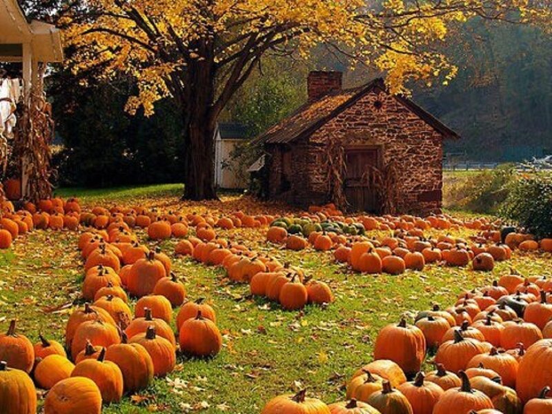 Pumpkins in a Field — Orange, Serene, Autumn