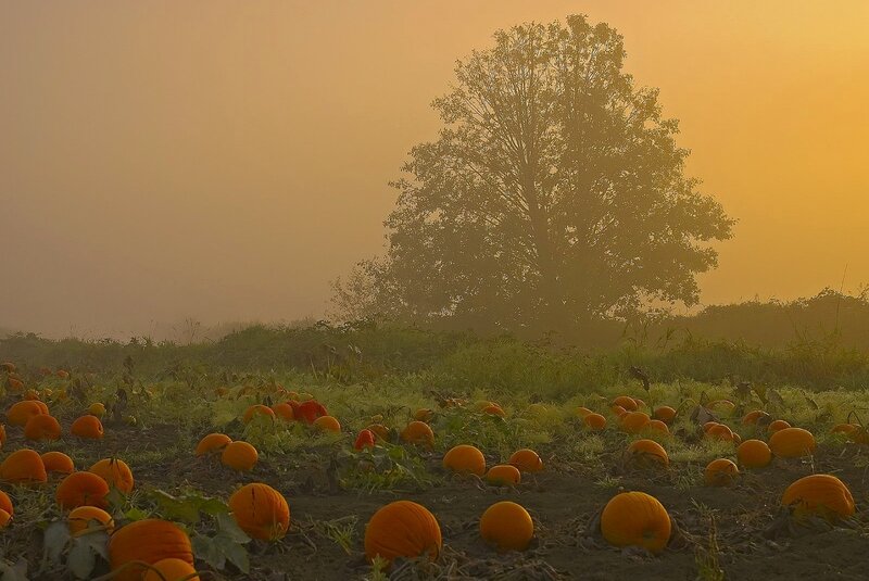 Pumpkins in a Field — Orange, Serene, Morning