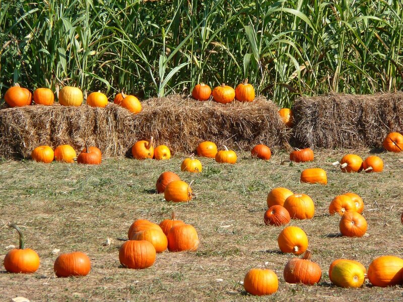 Pumpkins in a field