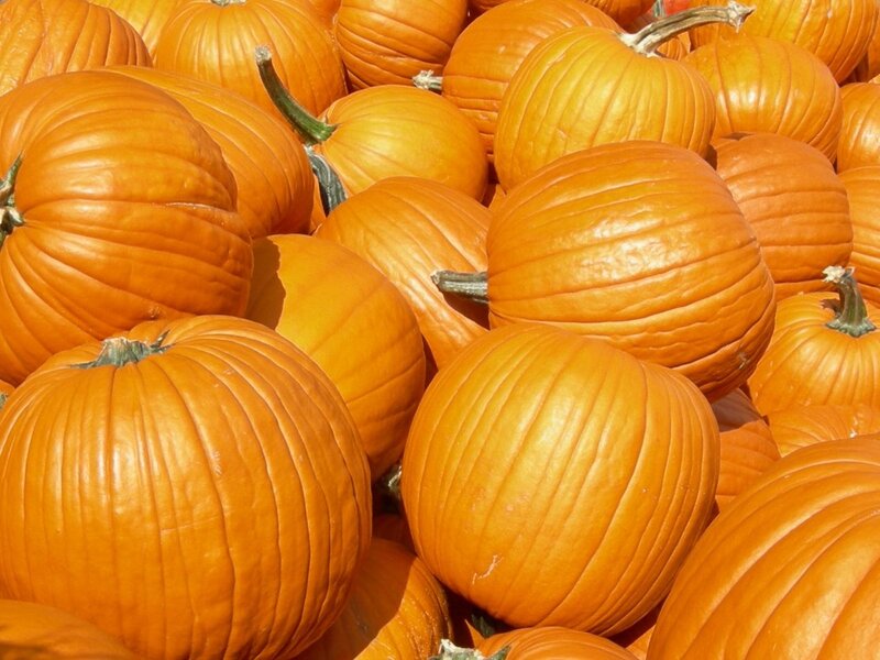Pumpkins in a Pile — Orange, Abundant