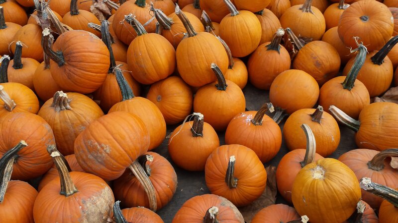 Pumpkins in a Pile — Orange, Autumnal, Autumn