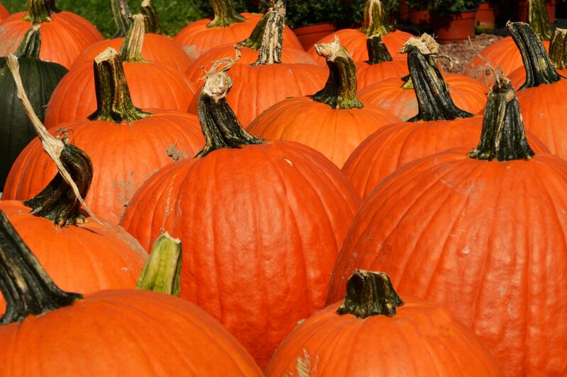 Pumpkins in a Pile — Orange, Autumnal
