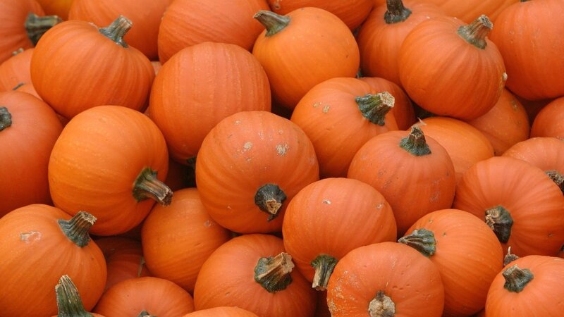 Pumpkins in a Pile — Orange, Calm, Autumn